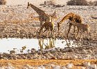 Giraffes at a Waterhole.jpg : Namibia, 29 September 2019 - 10 October 2019, Cox & Kings, Jean, our driver/guide